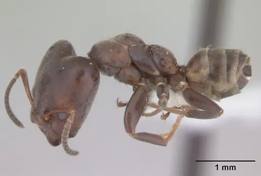 Azteca luederwaldti specimen