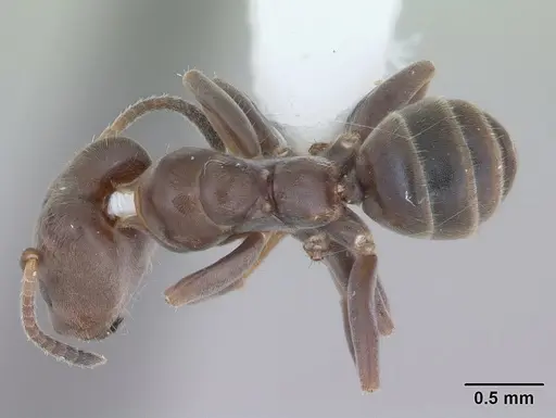 Azteca luederwaldti - CASENT0173829