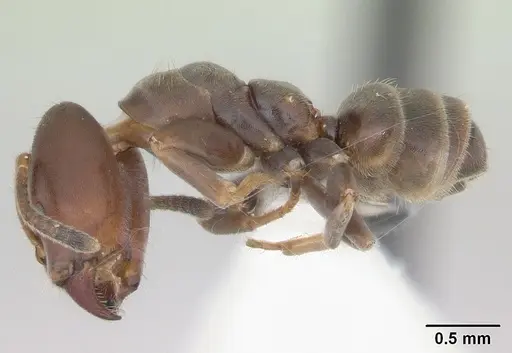 Azteca luederwaldti - CASENT0173829