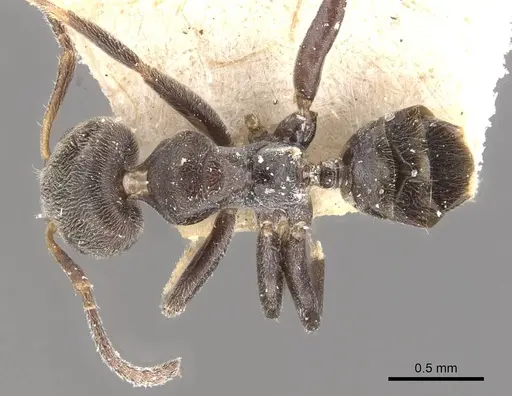 Azteca luederwaldti - CASENT0909652