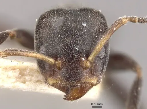 Azteca luederwaldti - CASENT0909652