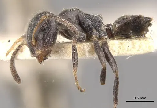 Azteca luederwaldti - CASENT0909652