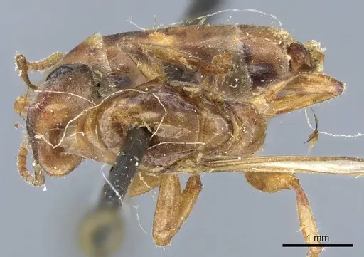 Azteca mayrii specimen