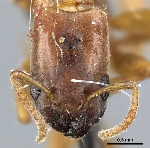 Azteca mayrii specimen