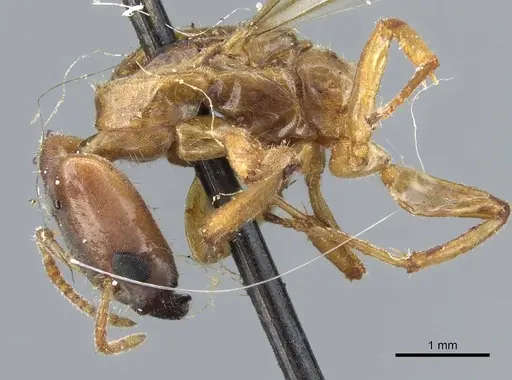 Azteca mayrii specimen