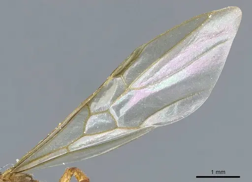 Azteca mayrii - CASENT0905106