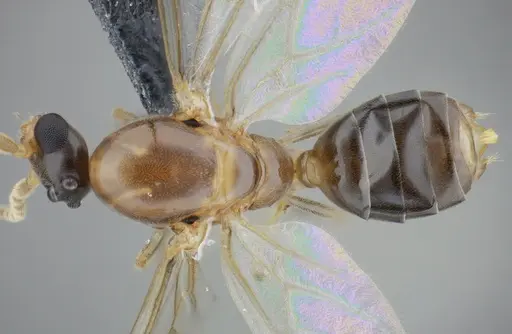 Azteca mayrii - UFV-LABECOL-001952