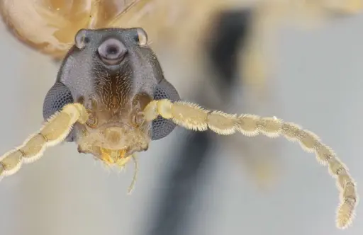 Azteca mayrii - UFV-LABECOL-001952