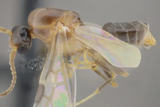 Azteca mayrii - UFV-LABECOL-001952