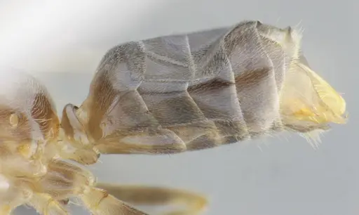 Azteca mayrii - UFV-LABECOL-001952