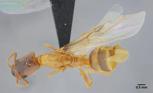 Azteca mayrii - UFV-LABECOL-005919