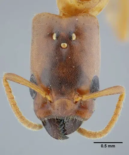 Azteca mayrii - UFV-LABECOL-005919