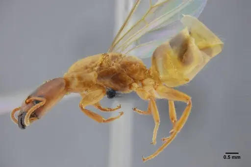 Azteca mayrii - UFV-LABECOL-005919