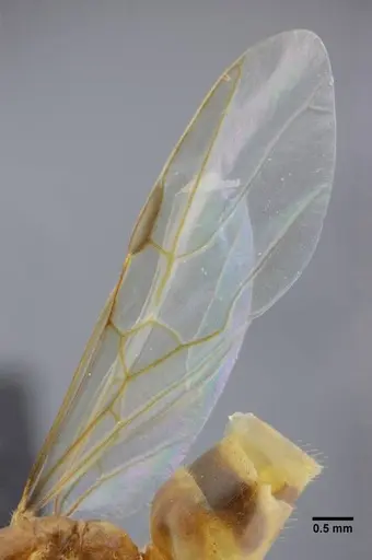 Azteca mayrii - UFV-LABECOL-005919