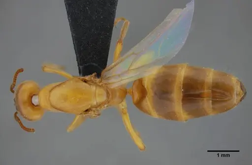 Azteca mayrii - UFV-LABECOL-007256