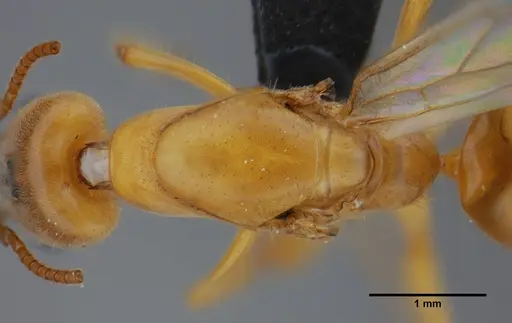 Azteca mayrii - UFV-LABECOL-007256