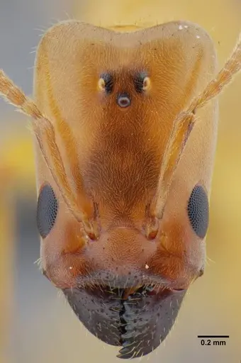 Azteca mayrii - UFV-LABECOL-007256