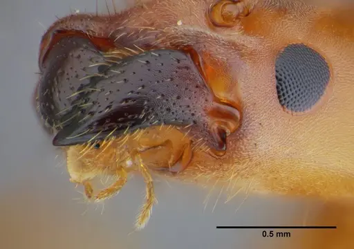 Azteca mayrii - UFV-LABECOL-007256