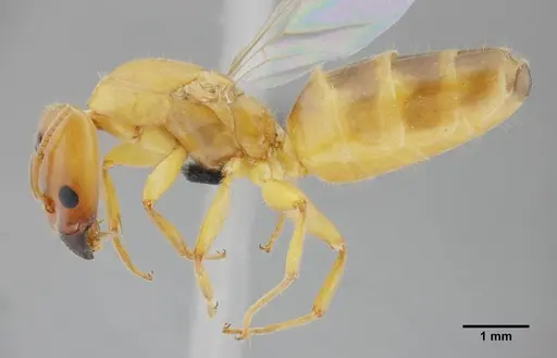 Azteca mayrii - UFV-LABECOL-007256