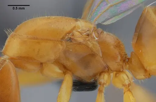 Azteca mayrii - UFV-LABECOL-007256