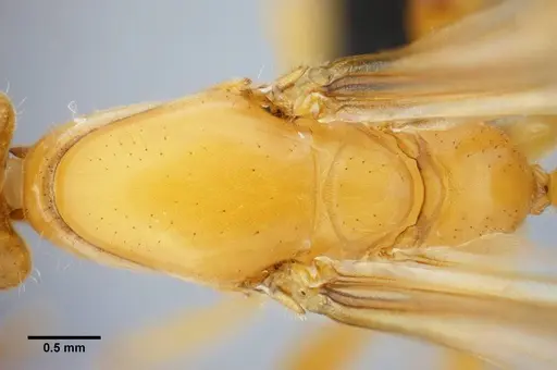 Azteca mayrii - UFV-LABECOL-007258