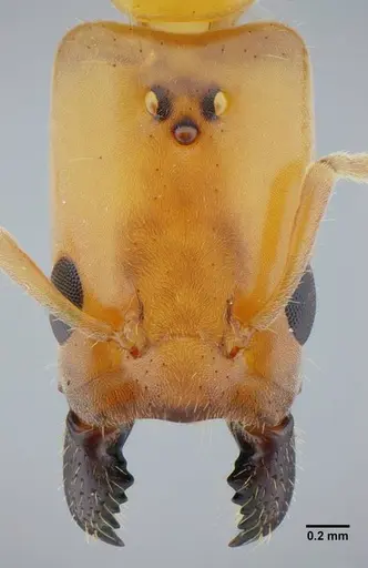 Azteca mayrii - UFV-LABECOL-007258