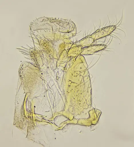 Azteca mayrii - UFV-LABECOL-007258