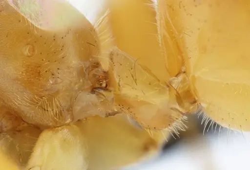 Azteca mayrii - UFV-LABECOL-007258