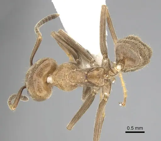 Azteca merida specimen