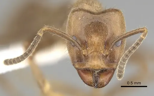 Azteca merida specimen