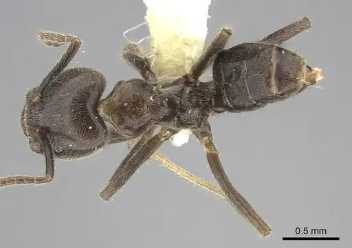 Azteca merida - CASENT0619160