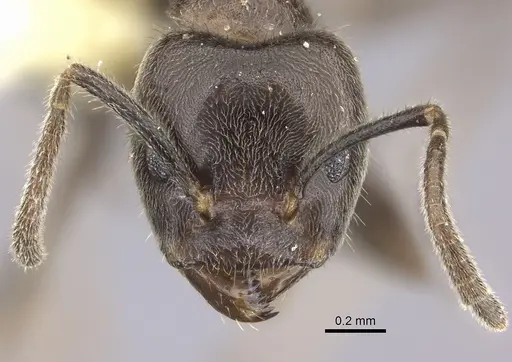 Azteca merida - CASENT0619160