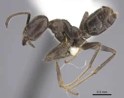 Azteca merida - CASENT0619160