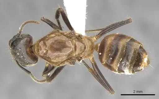 Azteca merida - CASENT0903007