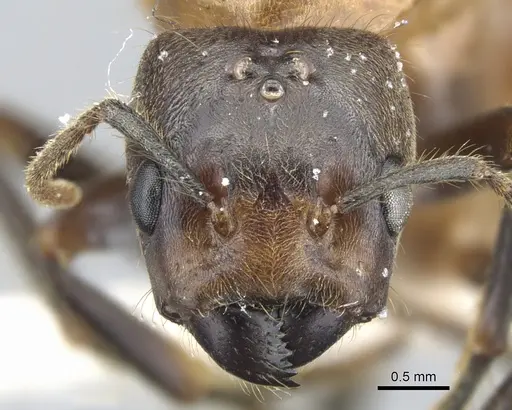 Azteca merida - CASENT0903007