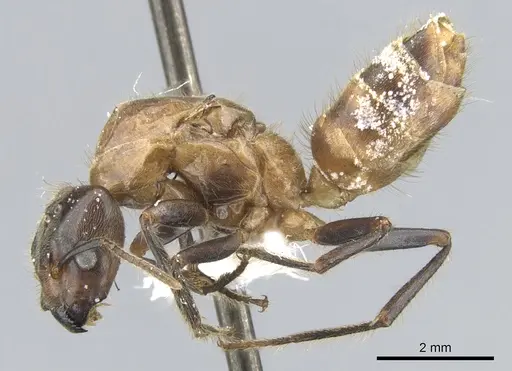 Azteca merida - CASENT0903007