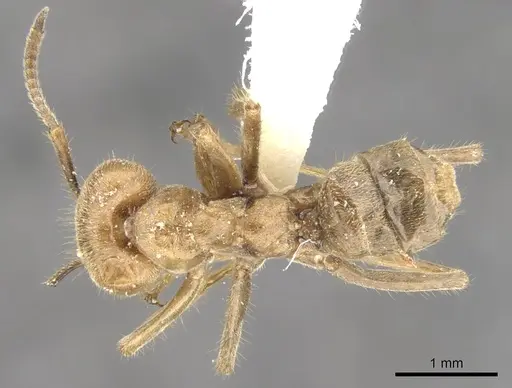 Azteca merida - CASENT0903008