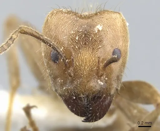 Azteca merida - CASENT0903008