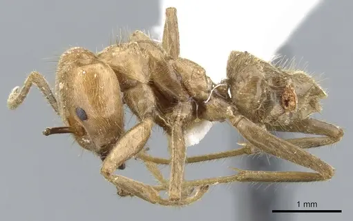 Azteca merida - CASENT0903008