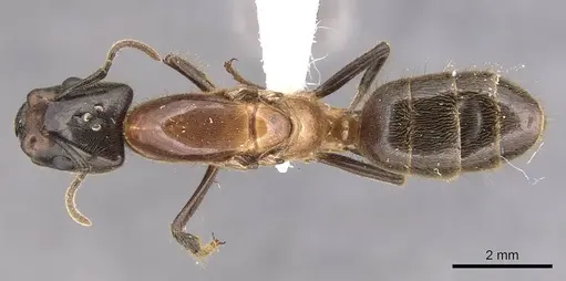 Azteca merida - CASENT0905086