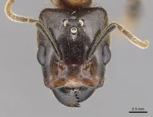 Azteca merida - CASENT0905086