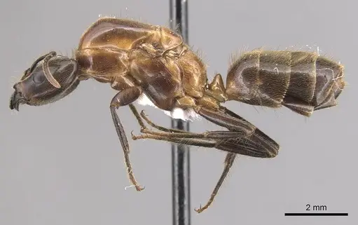 Azteca merida - CASENT0905086