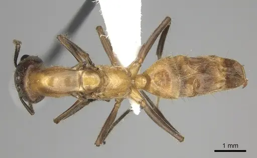 Azteca merida - JTLC000008079