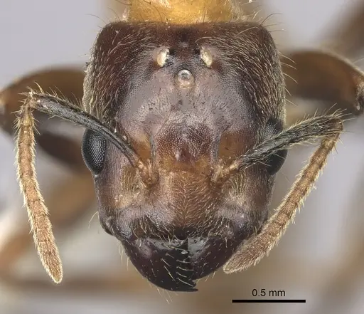 Azteca merida - JTLC000008079