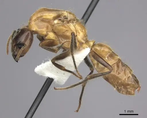 Azteca merida - JTLC000008079