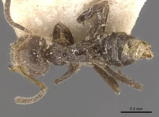 Azteca minor specimen