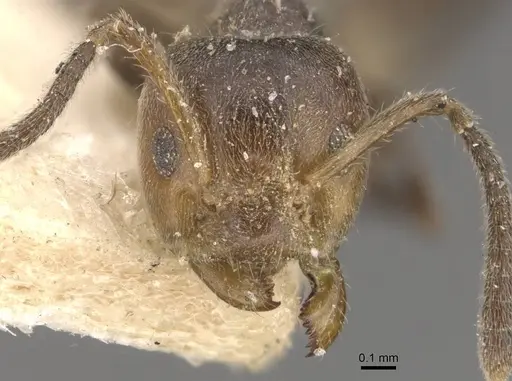 Azteca minor specimen