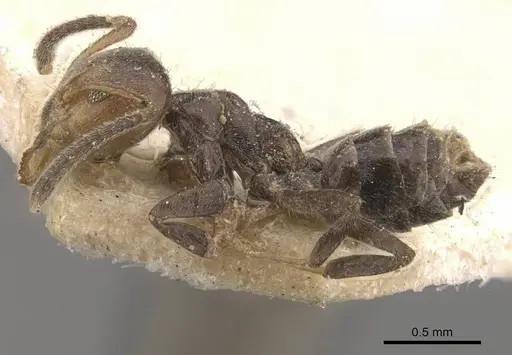 Azteca minor specimen