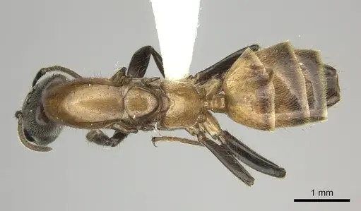 Azteca muelleri specimen
