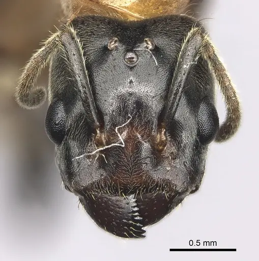 Azteca muelleri specimen